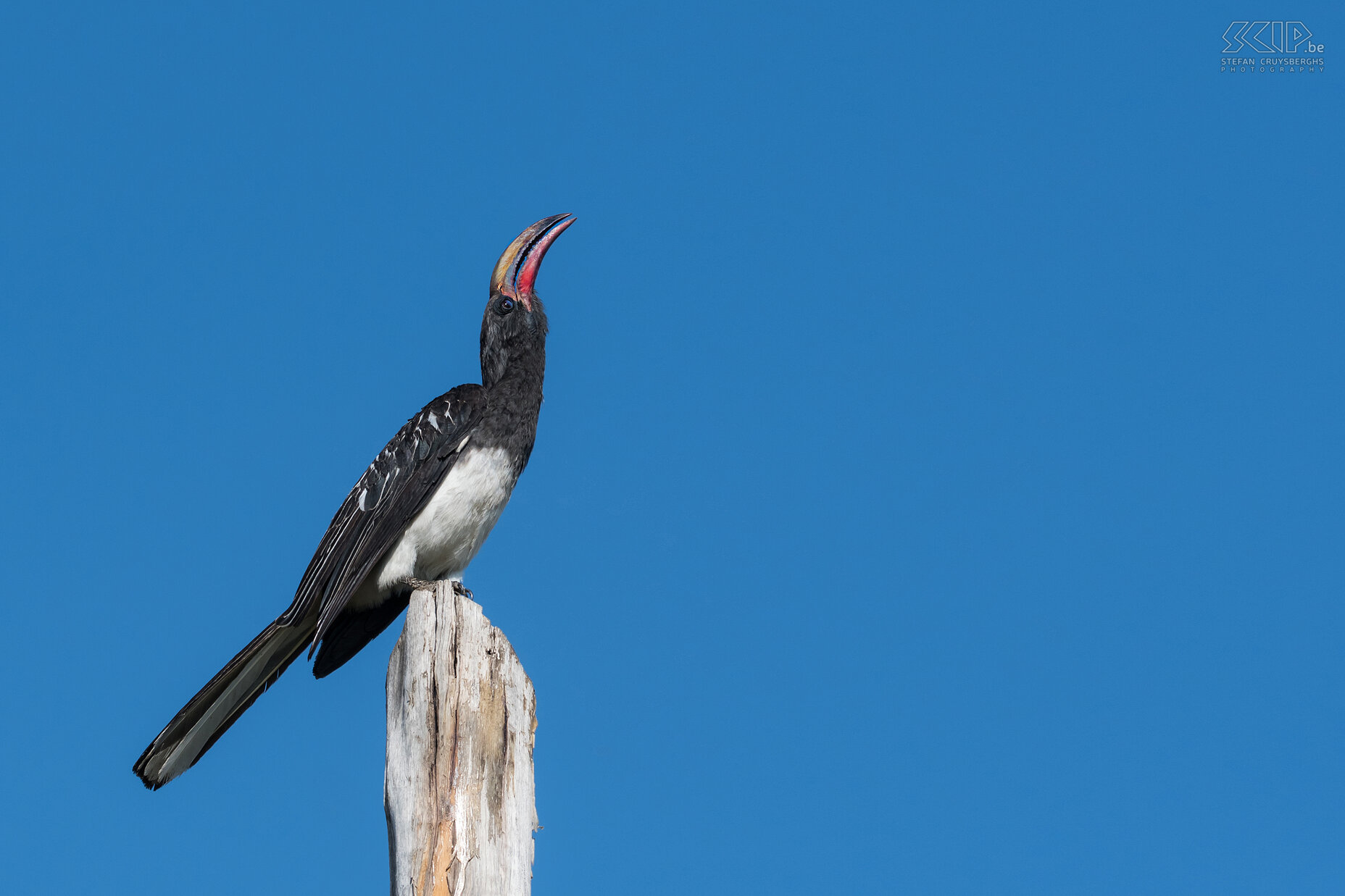 Lake Chitu - Hemprichs tok De Hemprichs tok (Hemprich's hornbill, Lophoceros hemprichii) is een neushoornvogel die overwegend zwartgrijs is met een witte buik en doffe rode snavel. Stefan Cruysberghs